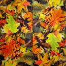 181 Plants - 3-ply - Ambiente
